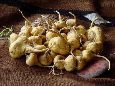 La maca est un puissant aphrodisiaque pour les femmes et les hommes